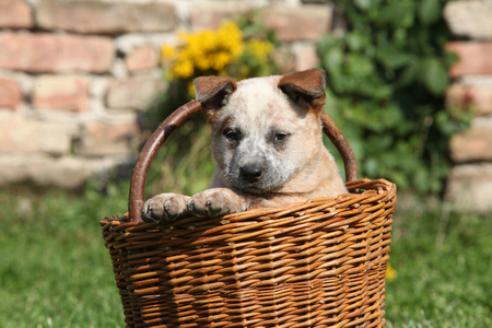 Nice puppy of Australian Cattle Dog in brown basket, outsideの写真素材