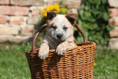 Nice puppy of Australian Cattle Dog in brown basket, outsideの写真素材