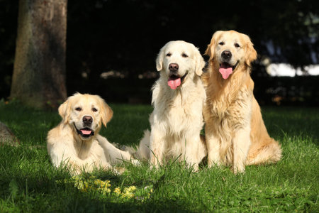 Nice golden retrievers lying together in the garden
