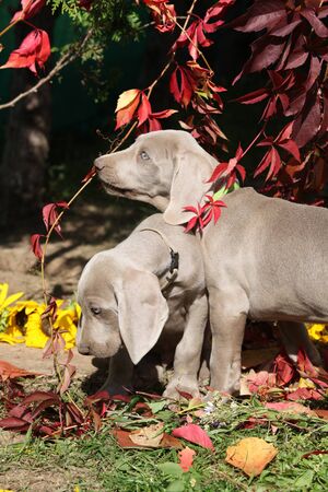 Beautiful puppies of Weimaraner Vorsterhund with flowers and leavesの写真素材