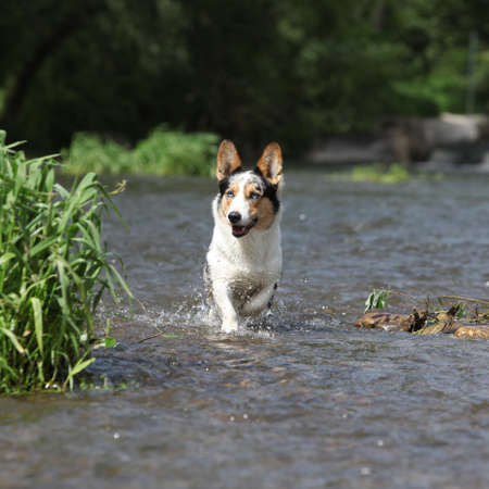 Welsh Corgi Cardigan running in waterの写真素材