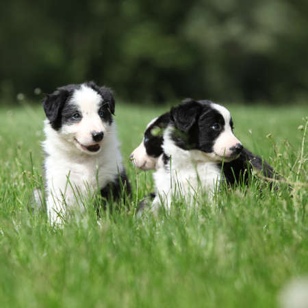 Adorable puppies of Border collie running in the grassの写真素材