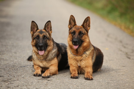 Amazing couple of German Shepherd lying on the road in autumnの写真素材
