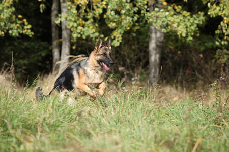 Nice German Shepherd running in the grass, autumnの写真素材