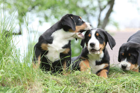 Puppies of Greater Swiss Mountain Dog playing in the gardenの写真素材