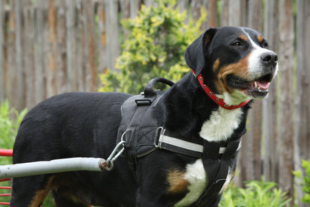 Greater Swiss Mountain Dog with a buggyの写真素材