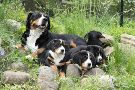 Greater Swiss Mountain Dog with her puppies in the gardenの写真素材