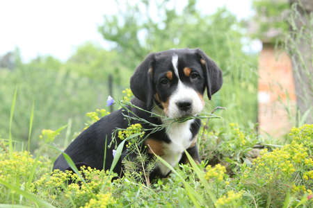 Amazing puppy of Greater Swiss Mountain Dog holding flower and looking at youの写真素材