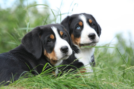 Puppies of Greater Swiss Mountain Dog in the gardenの写真素材