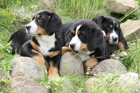 Puppies of Greater Swiss Mountain Dog playing in the gardenの写真素材