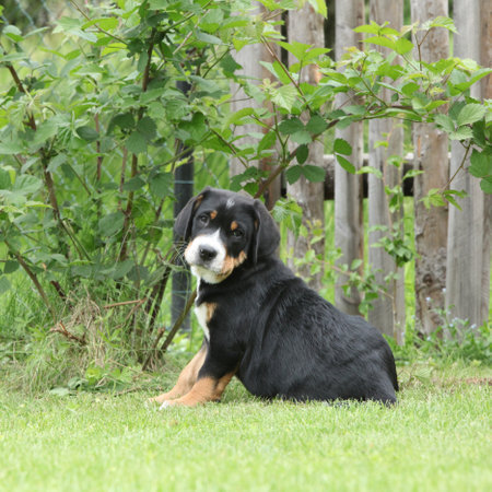 Amazing puppy of Greater Swiss Mountain Dog in the gardenの写真素材