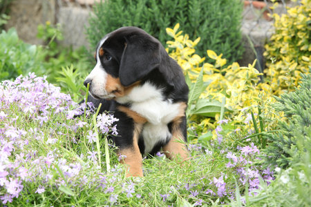 Amazing puppy of Greater Swiss Mountain Dog in the gardenの写真素材