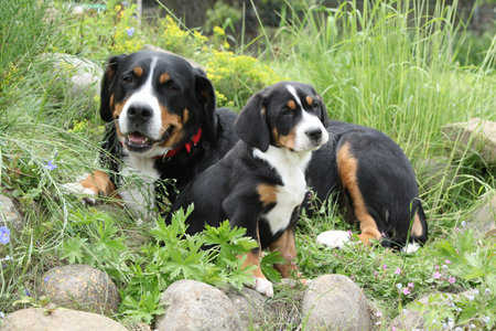 Bitch of Greater Swiss Mountain Dog with her puppy in the gardenの写真素材
