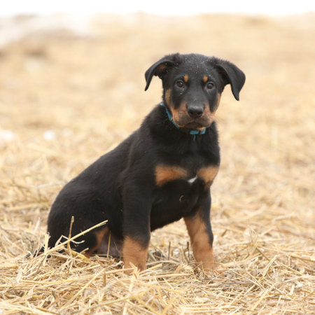 Beauce shepherd dog looking at you in winterの写真素材
