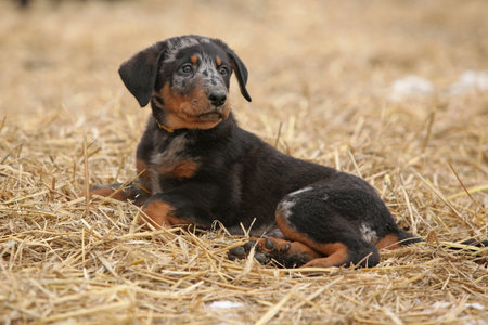 Puppy of Beauce shepherd dog in winterの写真素材