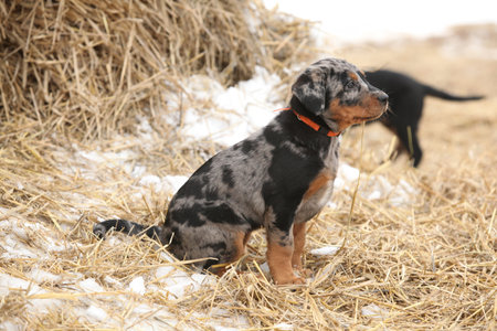 Puppy of Beauce shepherd dog in winterの写真素材