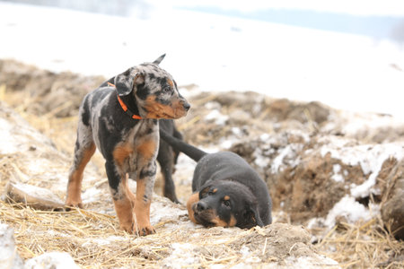 Puppy of Beauce shepherd dog in winterの写真素材