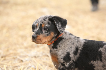 Puppy of Beauce shepherd dog in winterの写真素材