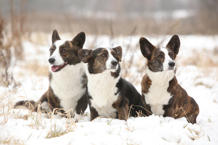 A group of welsh corgi cardigan in winter togetherの写真素材