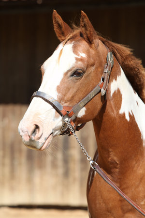 Portrait of amazing paint horse in front of the stableの写真素材