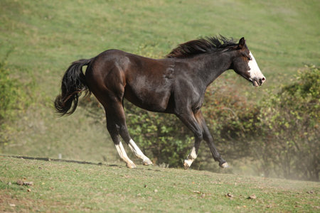 Amazing paint horse moving on pasture in autumnの写真素材