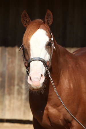 Portrait of amazing paint horse in front of the stableの写真素材