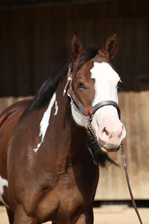 Portrait of amazing paint horse in front of the stableの写真素材