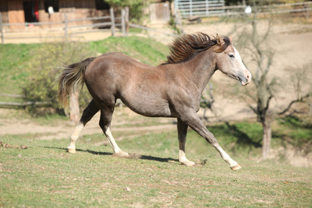 Amazing paint horse moving on pasture in autumnの写真素材