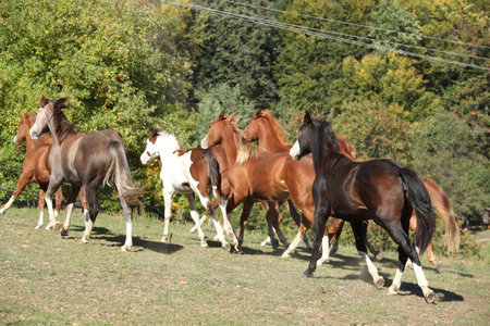 Group of young western horses moving on pastureの写真素材