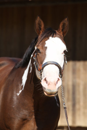 Portrait of amazing paint horse in front of the stableの写真素材