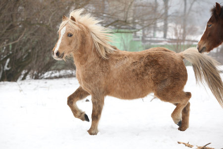 Nice pony running in the snow in winterの写真素材