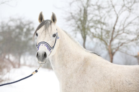 Amazing white arabian horse with blue show halter in winterの写真素材