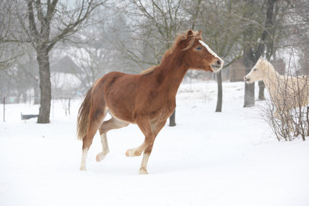 Nice pony running in the snow in winterの写真素材
