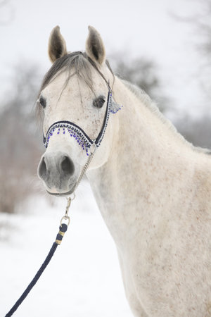 Amazing white arabian horse with blue show halter in winterの写真素材