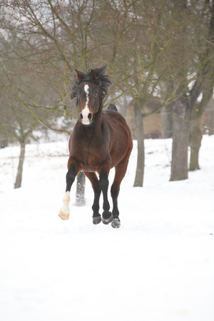Nice brown arabian stallion running in winterの写真素材
