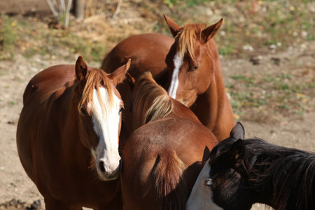Group of paint horses on the pasture in autumnの写真素材
