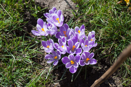 Beautiful purple and white crocus, in spring