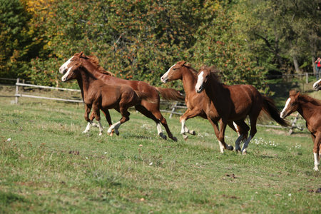 Group of young western horses moving on pastureの写真素材