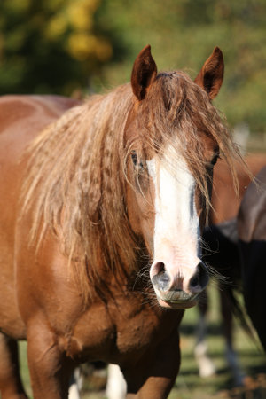 Amazing western horse on the pasture in autumnの写真素材
