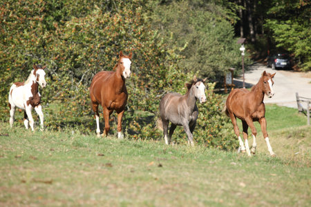 Group of young western horses moving on pastureの写真素材