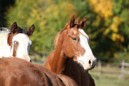 Amazing western horse on the pasture in autumnの写真素材