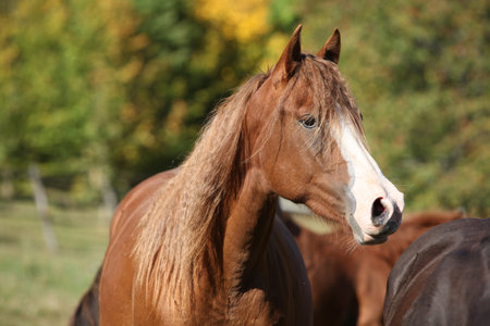 Amazing western horse on the pasture in autumnの写真素材