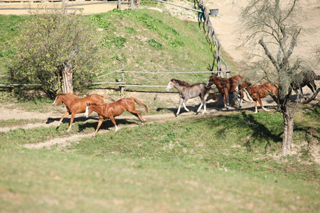 Group of young western horses moving on pastureの写真素材