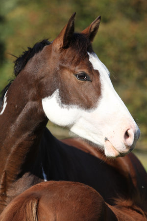 Amazing western horse on the pasture in autumnの写真素材