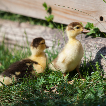 Ducklings of Muscovy Duck in spring garden, looking at youの写真素材