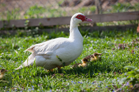 Muscovy duck female with litlle ducklings in permaculure garden, together in springの写真素材