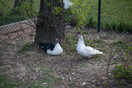 Couple of Muscovy duck female in permaculture garden, near the treeの写真素材