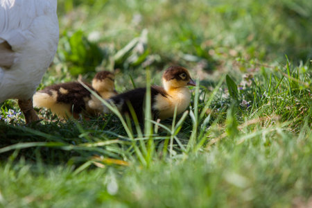 Ducklings of Muscovy Duck in spring garden, looking at youの写真素材