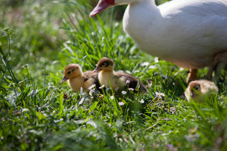 Ducklings of Muscovy Duck in spring garden, looking at youの写真素材