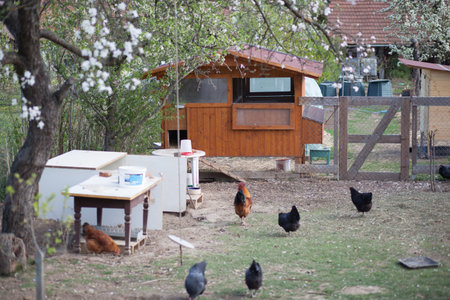 Hens are looking for food. They feed on grass, worms and everything else they have in the grass, under the bushes and old treesの写真素材